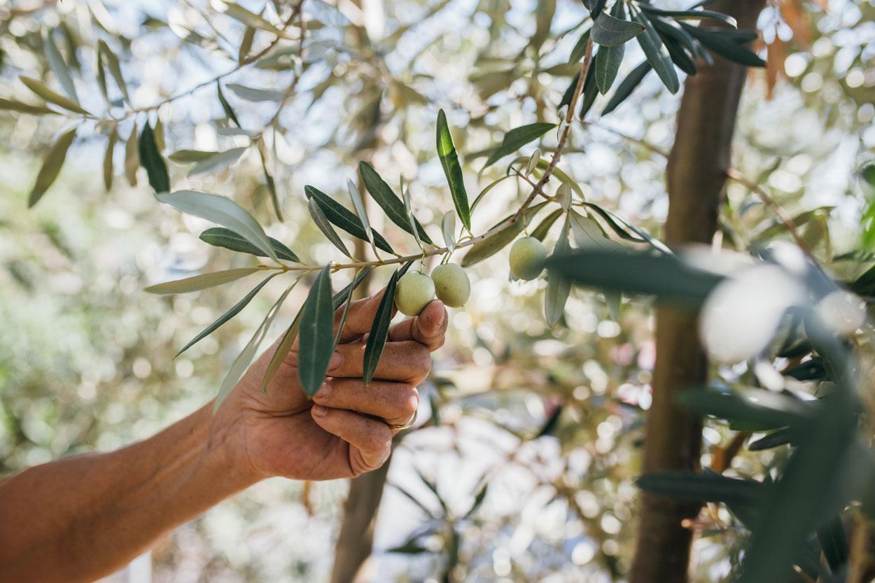 iStock-1349659422-olive-branches