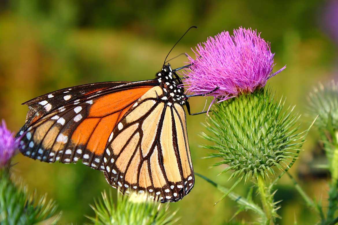 Monarch butterfly