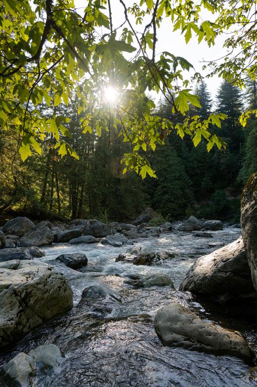 River with sun shining through foliage