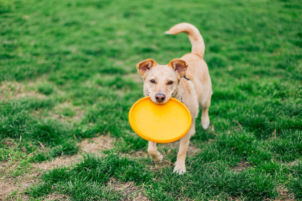 iStock-2213923355-dog-frisbee-1500-2-1170x780