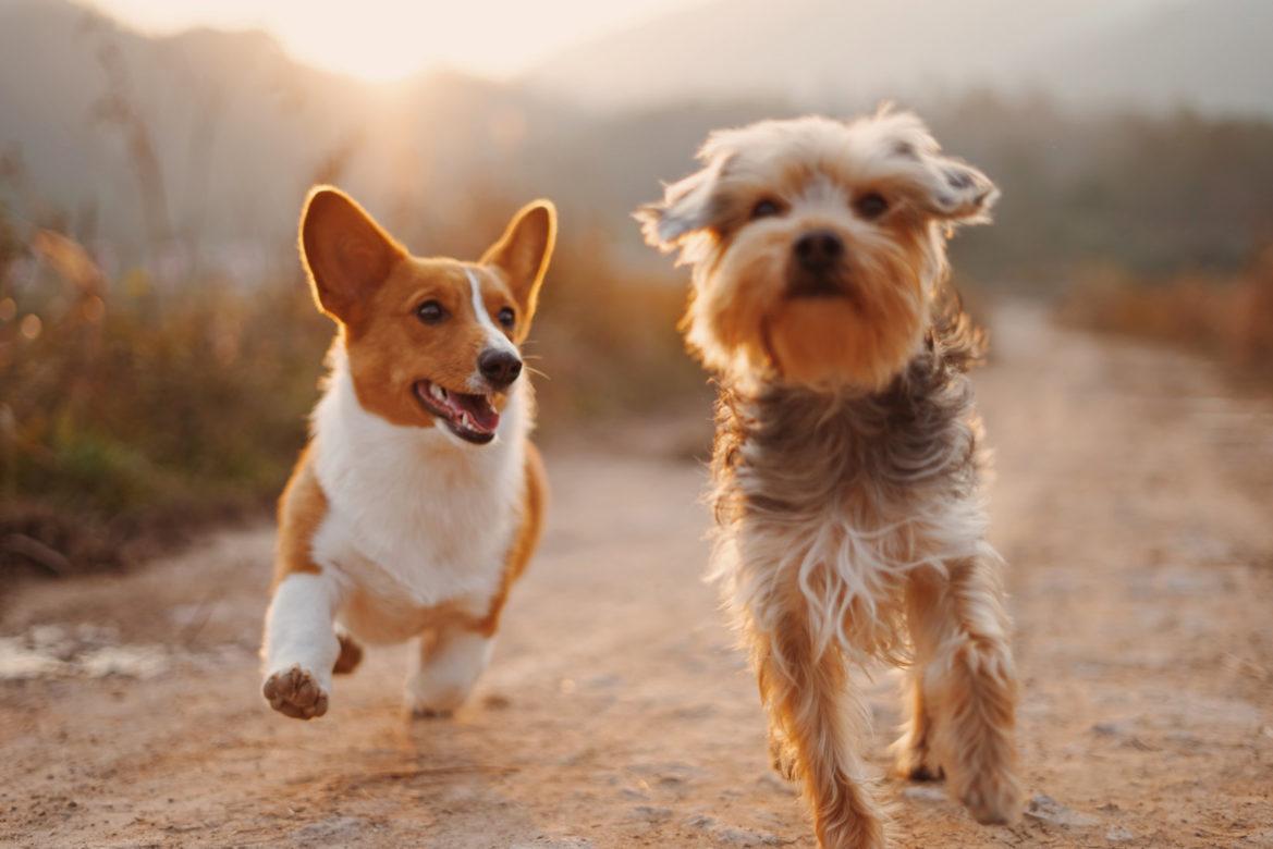 RANCHO_SOLEO_DOGS_1316903-unsplash-1169x780