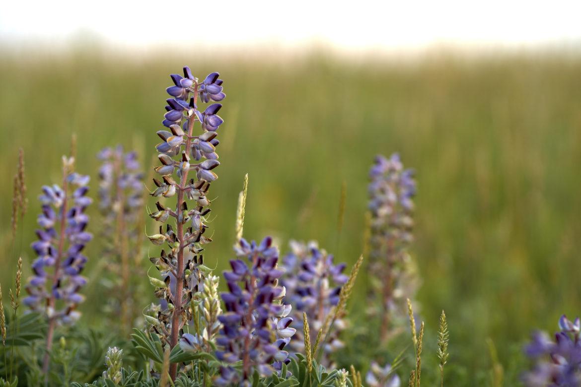 0C6I3451-1sh-3-1170x780