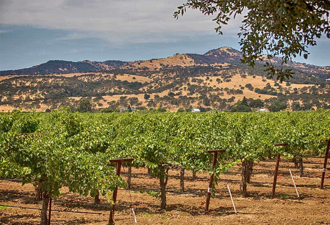 Shimmer VinesMountains 1114x761