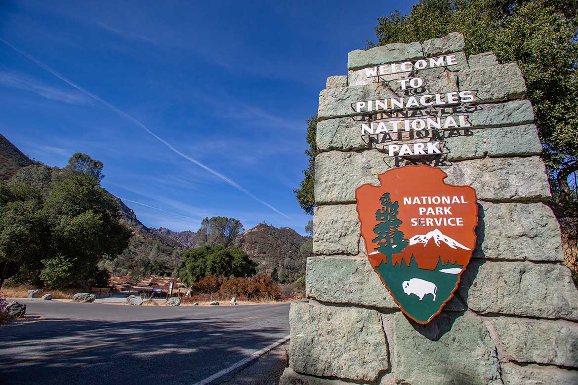 hollister リアルツリー　ダウン STUSSY(ステューシー) / ダウンジャケット/M/ポリエステル/BRW/総柄