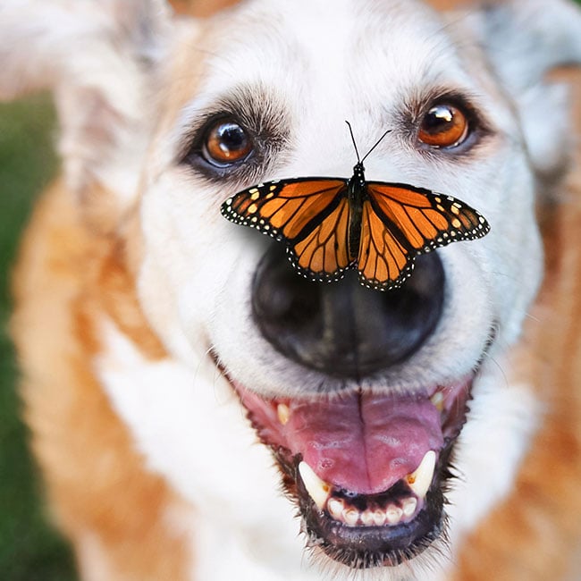 Close up of dog with butterfly on its nose