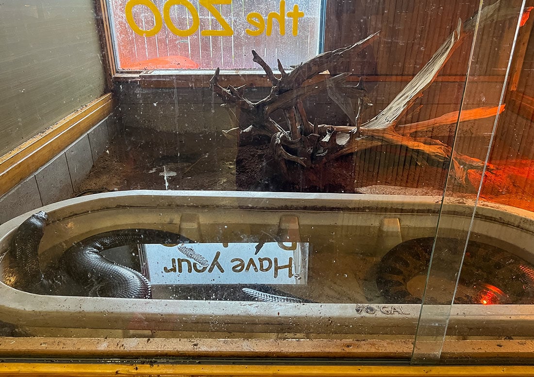 2. Explore the Exotic Species at The Reptile Zoo